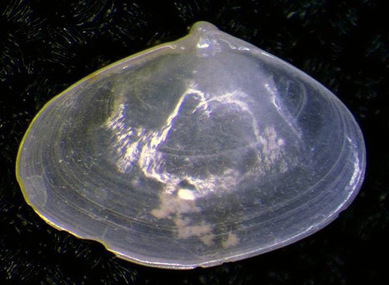 piccolo bivalve